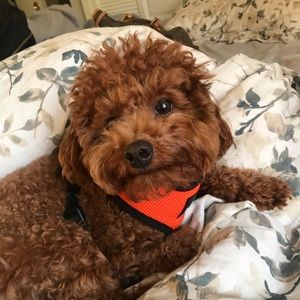 Meet your Posher, Areiya